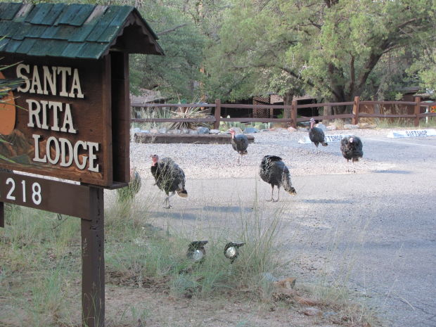 Wild turkeys in Madera Canyon